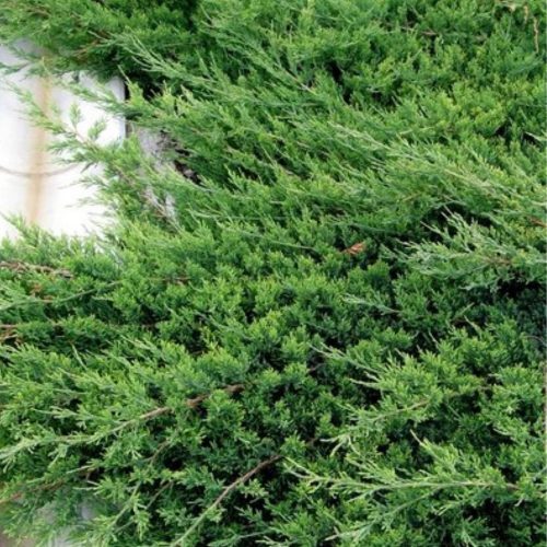 Juniperus procumbens 'AVASI' - Törpe kúszóboróka