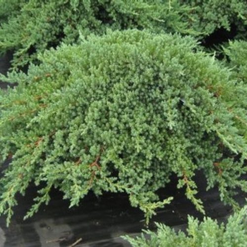 Juniperus procumbens NANA-Zöld törpe kúszó boróka