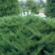 Juniperus sabina 'TAMARISCIFOLIA' - Terülő nehézszagú boróka