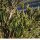 Juniperus scopulorum -O'CONNOR' - Oregoni boróka