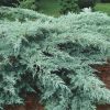 Juniperus virginiana 'GREY OWL' - Kéklombú virginiai boróka