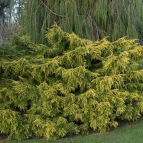 Juniperus x pfitzeriana CARBERY GOLD - Boróka