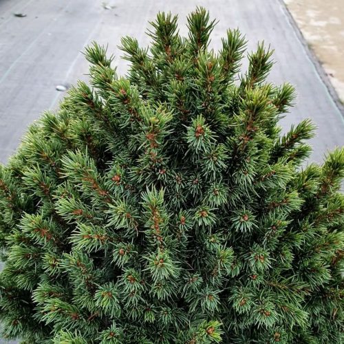 Picea glauca 'ALBERTA GLOBE' - Törpe cukorsüvegfenyő