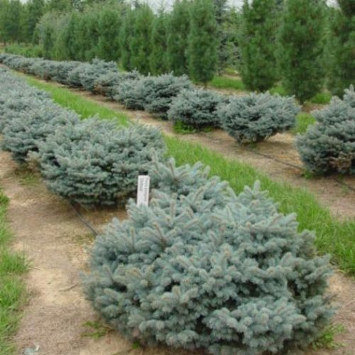 Picea pungens 'GLAUCA GLOBOSA' - Törpe, gömb ezüstfenyő