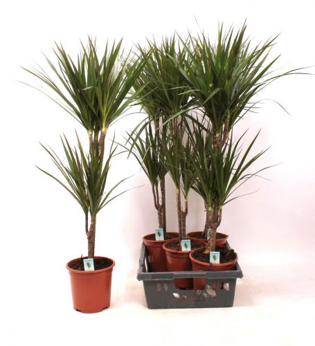 Dracaena Marginata - Tarka sárkányfa 15+