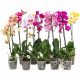 Phalaenopsis mix  - Orchidea (1 ágas)