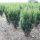 Taxus x media 'RISING STAR' ® -  Tiszafa