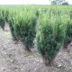 Taxus x media 'RISING STAR' ® -  Tiszafa