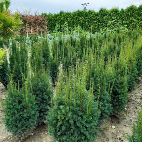 Taxus x media 'RISING STAR' ® -  Tiszafa