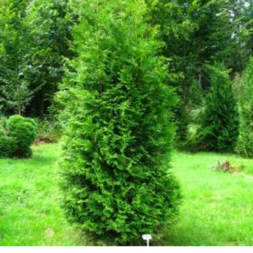 Thuja occidentalis 'BRABANT' -  Zöld nyugati tuja