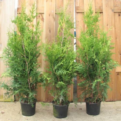 Thuja occidentalis 'BRABANT' -  Zöld nyugati tuja