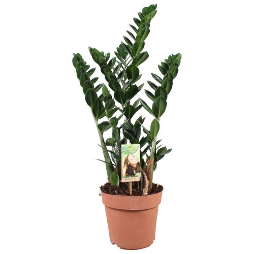 Zamioculcas - Agglegénypálma