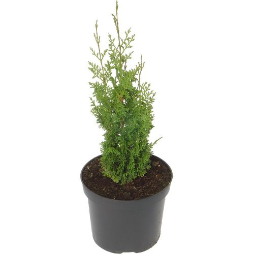 Thuja occidentalis 'BROBECK'S TOWER' - Nyugati tuja