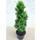 Thuja occidentalis 'BROBECK'S TOWER' - Nyugati tuja