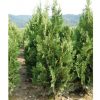 Thuja occidentalis 'CSISZÁR SPIRALIS' -  Spiráltuja