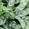 Aglaonema Maria/Silver - Rákvirág