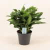 Aglaonema Maria/Silver - Rákvirág