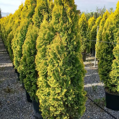 Thuja occidentalis JANTAR ® -  Aranylombú nyugati tuja