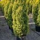 Thuja occidentalis JANTAR ® -  Aranylombú nyugati tuja