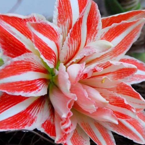 Amaryllis