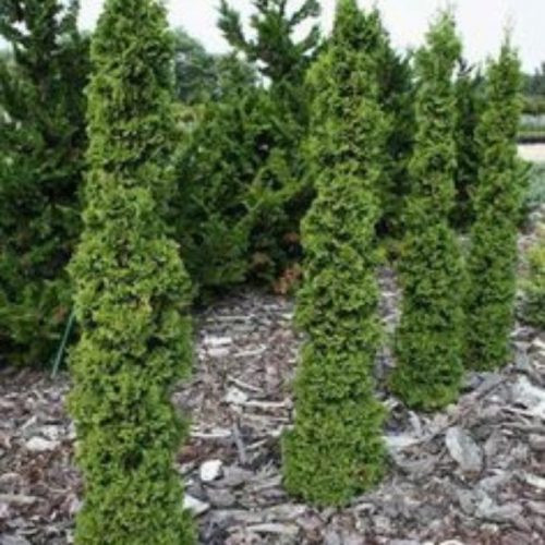 Thuja occidentalis 'SPIRÁLIS MINI' - Törpe spiráltuja