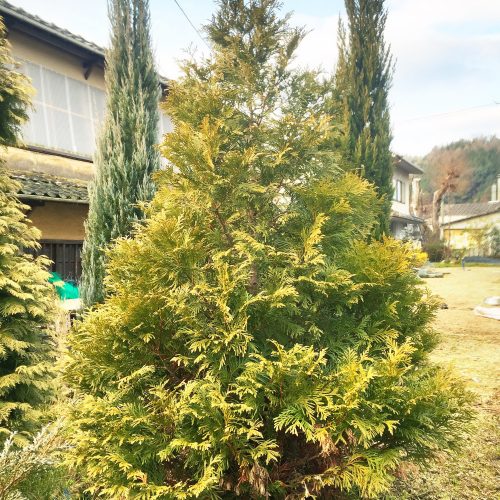 Thuja occidentalis 'STOLWIJK' -  Nyugati tuja, nyírt