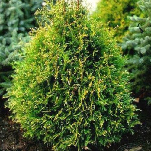 Thuja occidentalis 'STOLWIJK' -  Nyugati tuja, nyírt