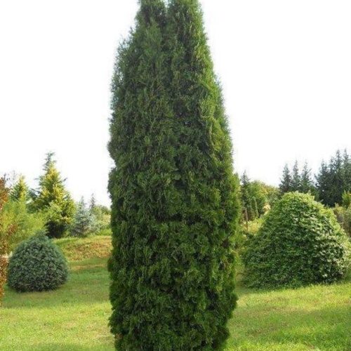 Thuja occidentalis' ZÁKÁNY SÖVÉNY' -  Nyugati tuja