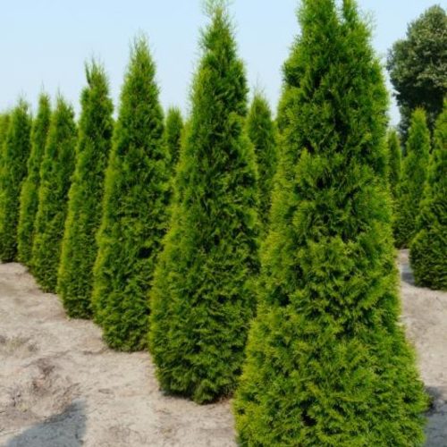 Thuja occidentalis' ZÁKÁNY SÖVÉNY' -  Nyugati tuja