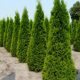 Thuja occidentalis' ZÁKÁNY SÖVÉNY' -  Nyugati tuja