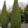 Juniperus communis 'ARNOLD' -  Közönséges boróka