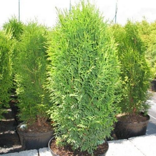 Thuja occidentalis 'BARABITS COMPACT' - Törpe oszloptuja