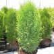 Thuja occidentalis 'BARABITS COMPACT' - Törpe oszloptuja