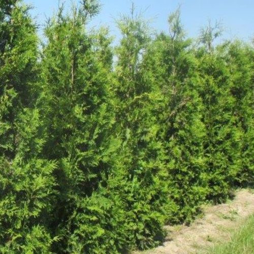 Thuja occidentalis 'BRABANT' -  Zöld nyugati tuja