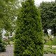 Thuja occidentalis 'BRABANT' -  Zöld nyugati tuja