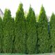 Thuja occidentalis 'BROBECK'S TOWER' - Nyugati tuja