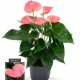 Anthurium 'Pink' - Flamingóvirág