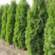 Thuja occidentalis' ZÁKÁNY SÖVÉNY' -  Nyugati tuja