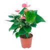 Anthurium 'Pink' - Flamingóvirág