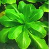 Brighamia Insignis -  (hawaii pálma)