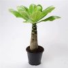 Brighamia Insignis -  (hawaii pálma)