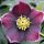 Helleborus - Hunyor