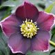 Helleborus - Hunyor