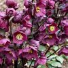 Helleborus - Hunyor