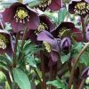 Helleborus - Hunyor