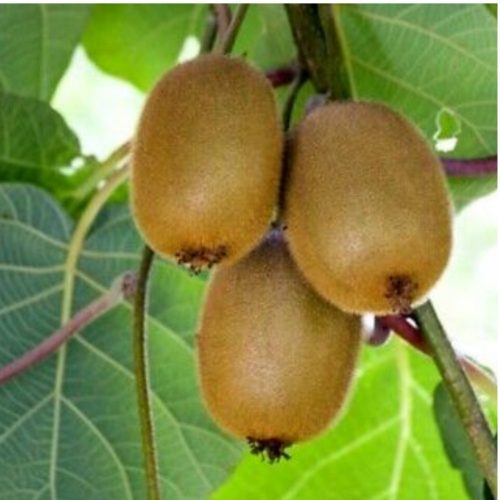 Actinidia deliciosa 'Tomuri' - Porzós kivi