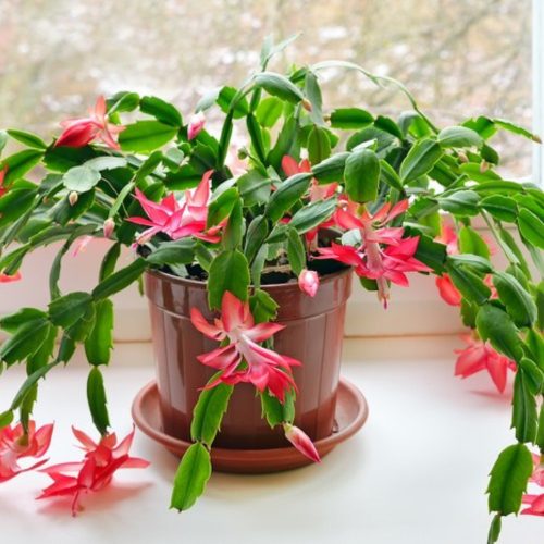 Schlumbergera - Karácsonyi kaktusz