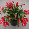 Schlumbergera - Karácsonyi kaktusz