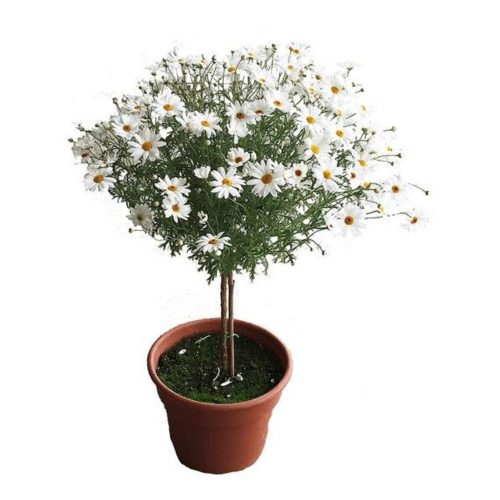 Argyranthemum frutescens - Cserjés/Törzses margaréta 