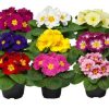 Primula ILY Specials 'Chameleon' - Kankalin